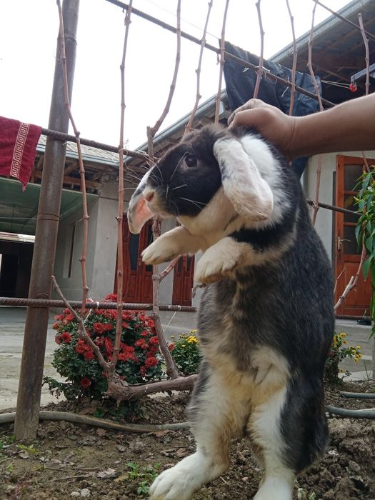 Baran quyon fransuzki