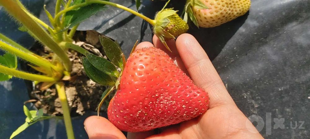 SHOSHILING Serxosil  MALGA VA ALBA navli qulibnay ko'chatlari