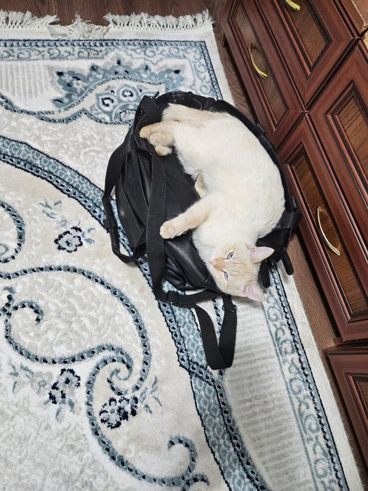 Потерялся кот на КШТ