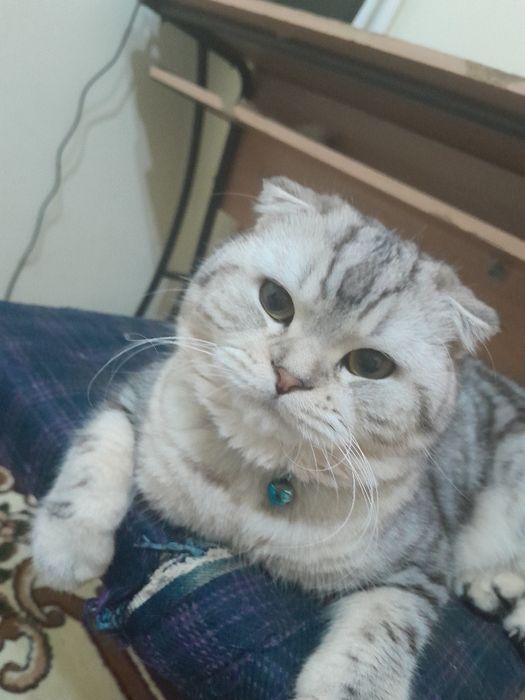 Вязка!!!  Ищем невесту для вязку.  Зотдор тоза кон.