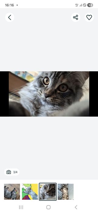 Продам кошку. В подарок шампунь.