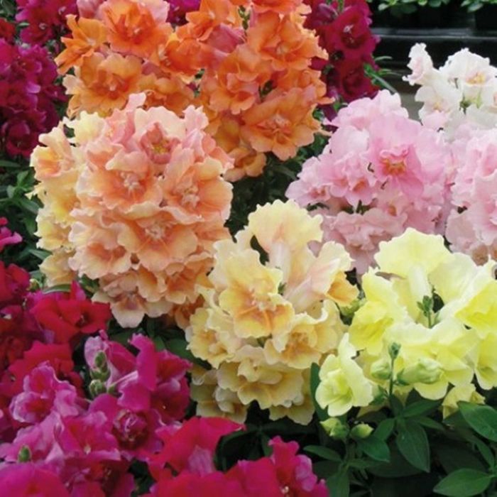 Антирринум (львиный зев) махровый