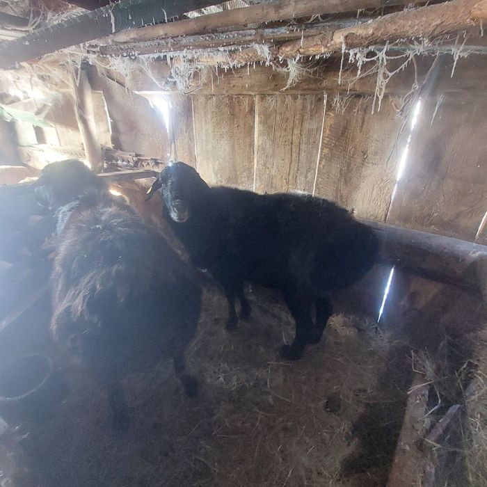 Кошкар сатылады..!