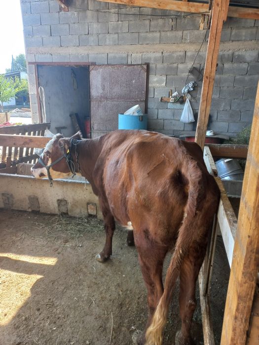Продам 2 коровы. 2 бас сиыр сатылады