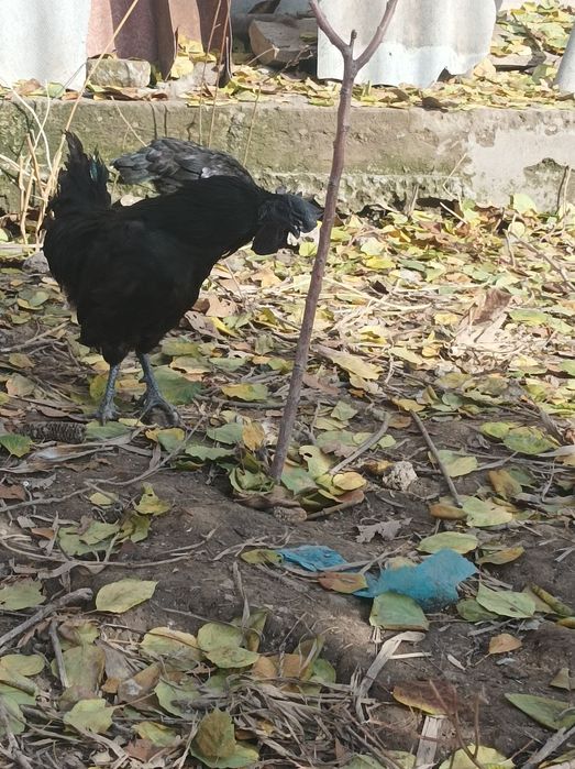 Ухеюлий хурозлари сотилади Тошкент тозаси 200 минг сумдан