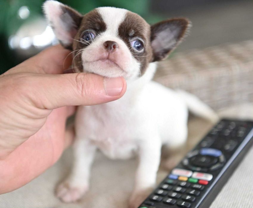 Женско мини чихуахуа бяло шоколадово