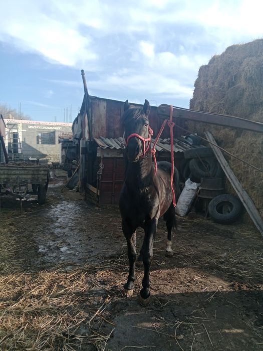 Дөнен Айғыр сатылады Скоростной Жеребец