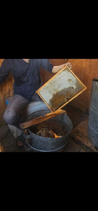 Toza tabiy asal tog' Paxta