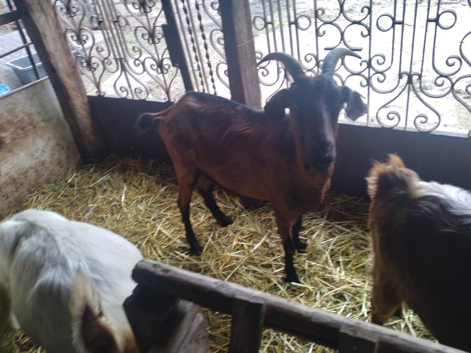 Capre si iede de vânzare