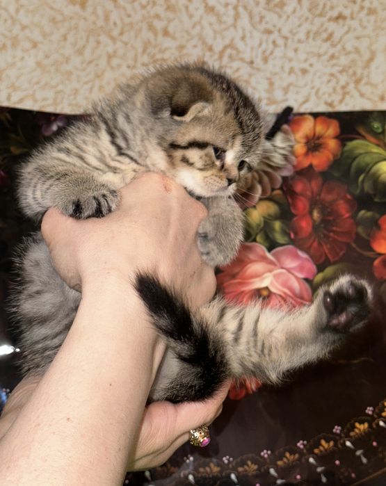Котята британская шиншилла и скоттиш фолд