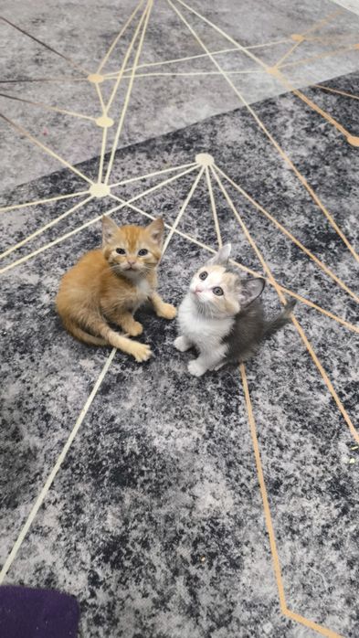 Отдам в хорошие руки