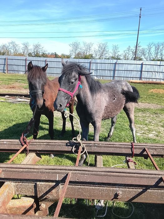 Schimb sau vând 2 mânji