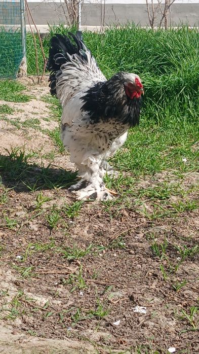 Brama tochkalik xuroz