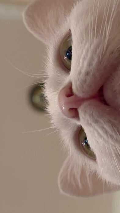 Кошка домашная,очень ласковая