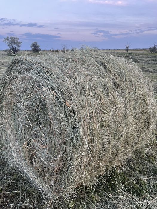 Шөп сатылады рулон