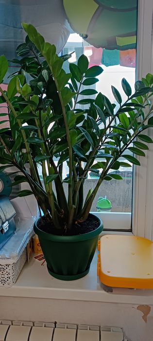 Долларовое дерево