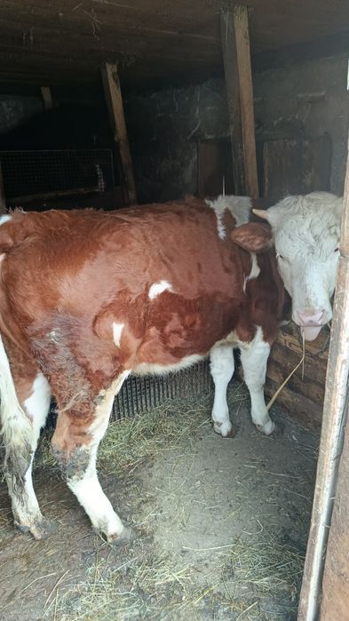 Vițica de   de vânzare