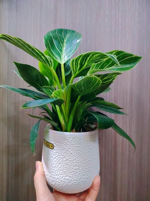 Philodendron Биркин