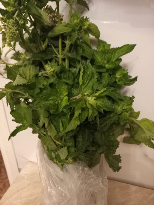 Продам  мяту и мелиссу