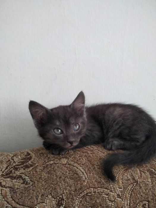 Отдам котят в добрые руки