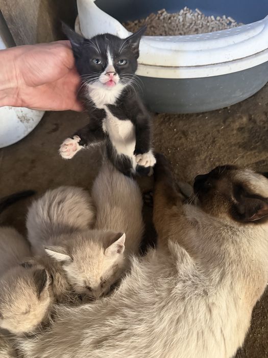 Отдам в добрый руки