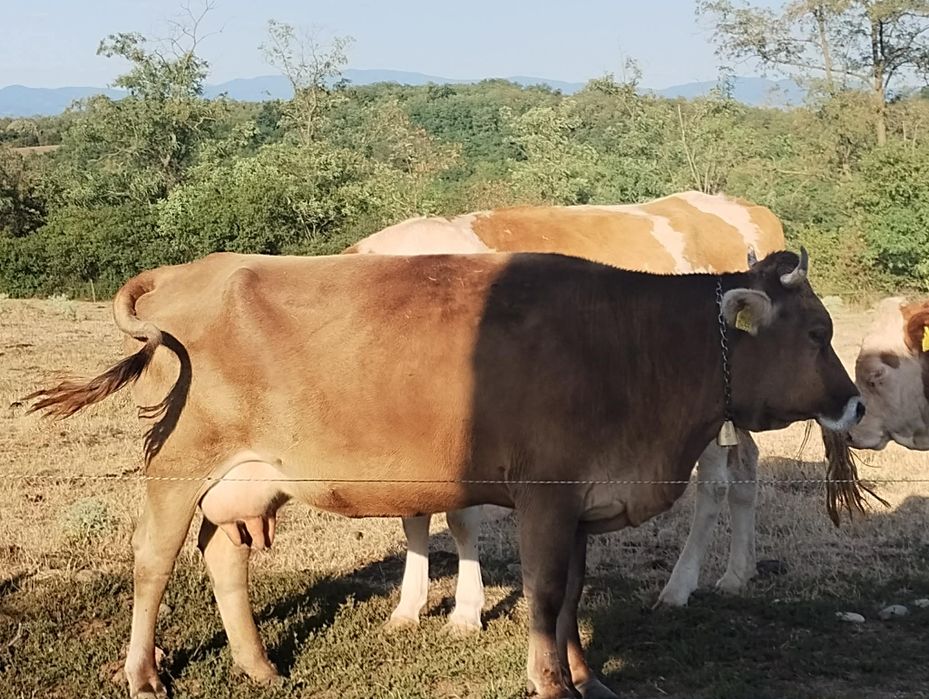 Vând vaca bună de lapte