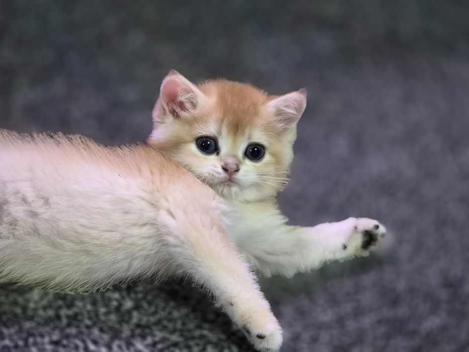Zalatoy shinshilla sotiladi