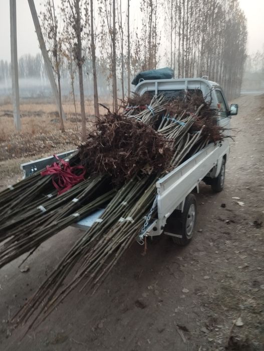Павлония илдиз каламчалари тайёр.арзони бизда