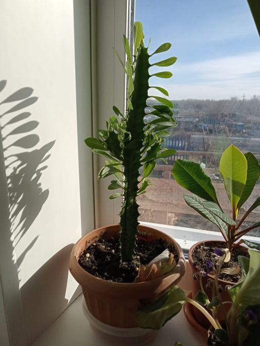 Продам комнатные растения