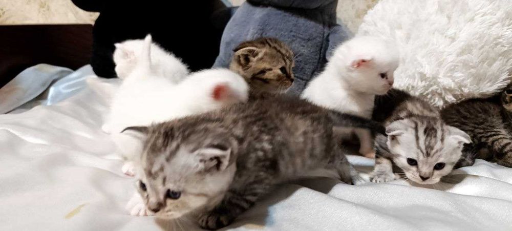Готовятся к продаже котята