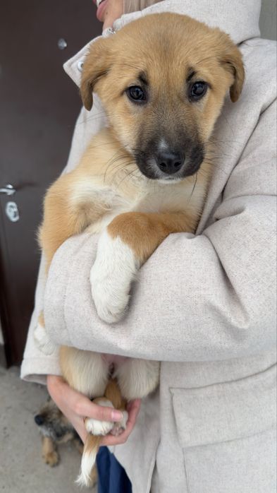 Щенок девочка ищет семью