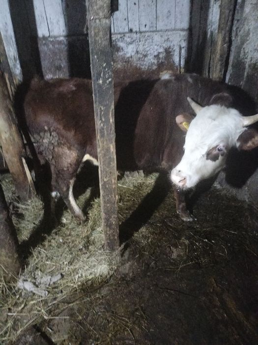 Продам быка 1год .2мес