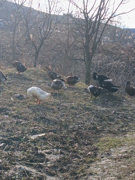Oua rată gâscă incubat