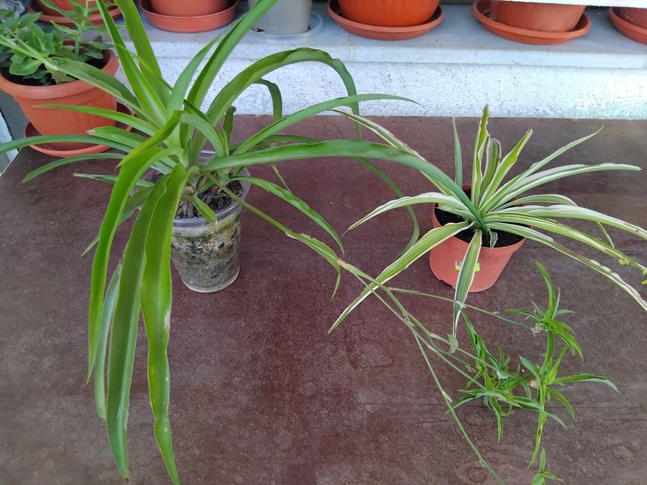 Мушкато, сакъз, сансевиера, дърво на живота, божи венец, дебела мара,