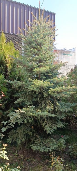 Ель, ёлка . Мкр Шугыла