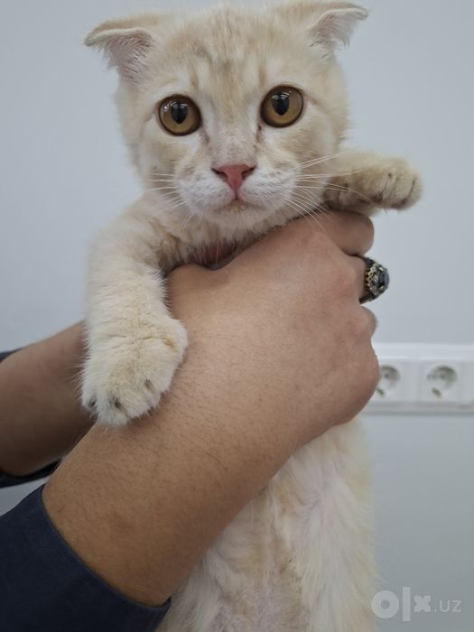 Котенок скоттиш фолд хромой