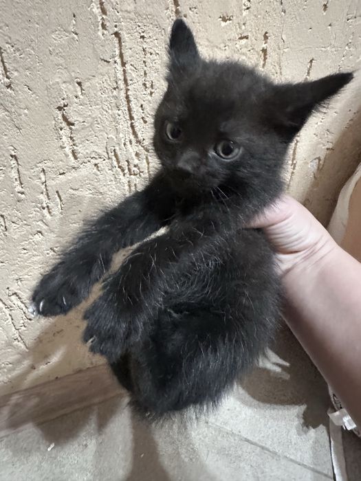 Котята бесплатно
