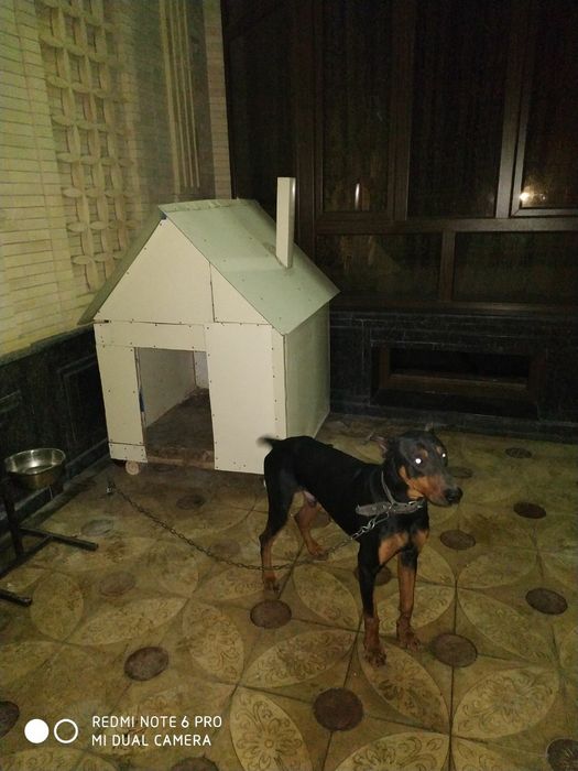 Вязка собаки (Кучук чатиштириш)