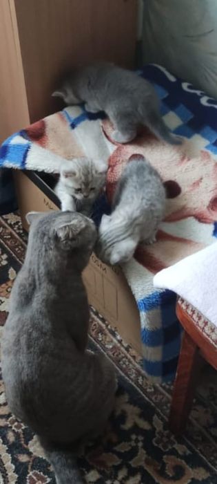 Шотландские котята