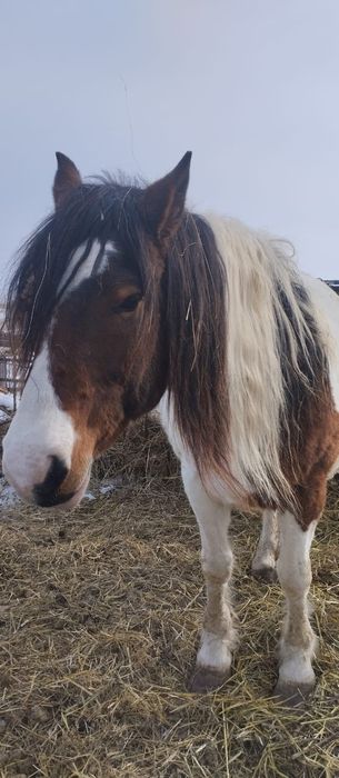 Лошадь жеребая семи летка