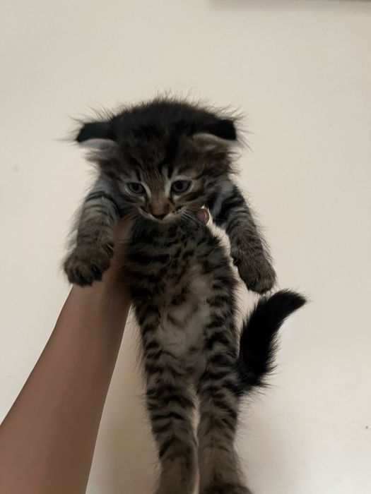 Котенок вислоушка девочка