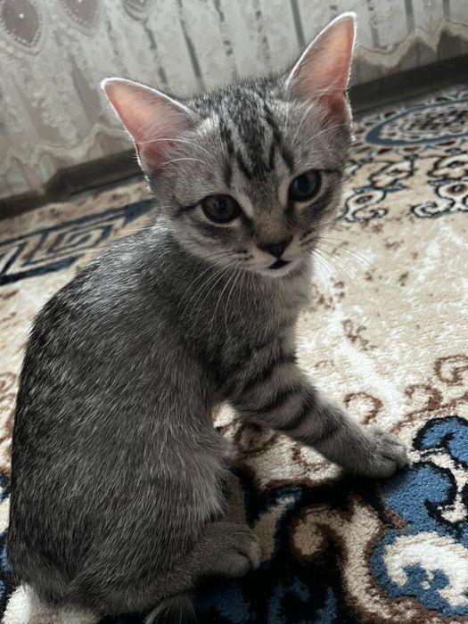 Котенок мальчик в добрые руки