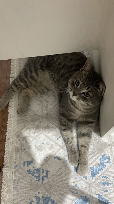 Отдам в добрые руки кота