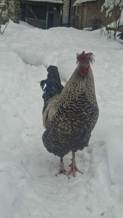 Продам петухов молодых