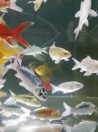 Рыбки в Афалине.(выше Шахристана)