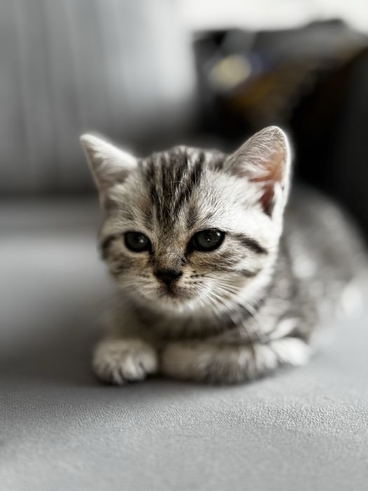 Продам породистую