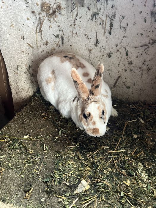 Iepuri Rex pitic tricolor !