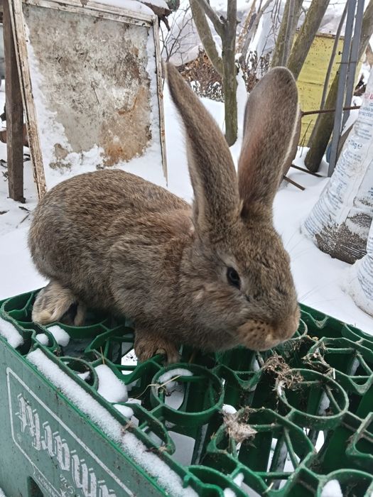 Iepuri Uriasi Germani și Uriași de Transilvania