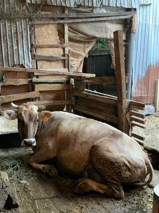 Корова Алатауская