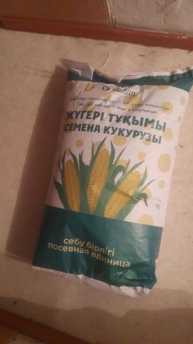 Семена кукуруза.